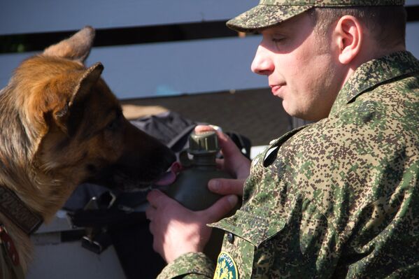 Яркое шоу служебных собак во Владивостоке
