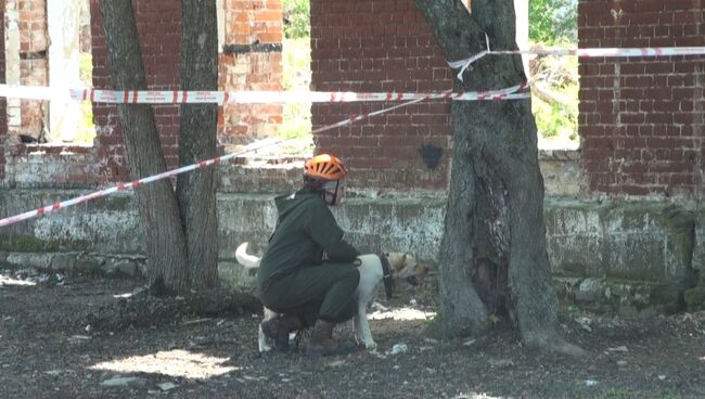 Более 100 потерявшихся человек нашли собаки-спасатели на учениях во Владивостоке