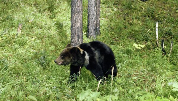 Бурый медведь в тайге, архивное фото.