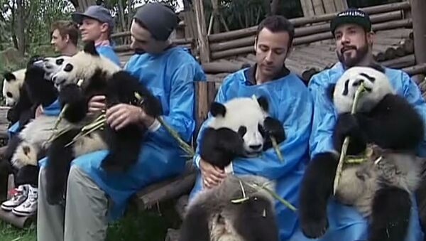 Детеныши панды на руках у Backstreet Boys ели бамбук и слушали песенку