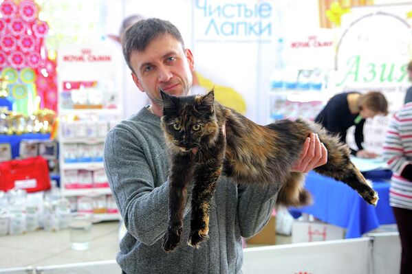 Выставка кошек в Новосибирске: египетская мау и американские селкирки
