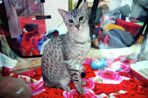Выставка кошек в Новосибирске: египетская мау и американские селкирки