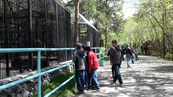 Опасная уборка, или Как сотрудница зоопарка Новосибирска стала жертвой ягуара