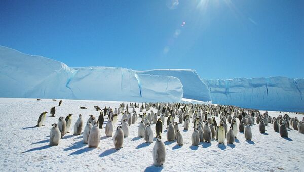 Колония императорских пингвинов в Антарктиде. Архивное фото