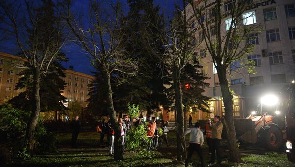 Вырубка елей в центре Новосибирска