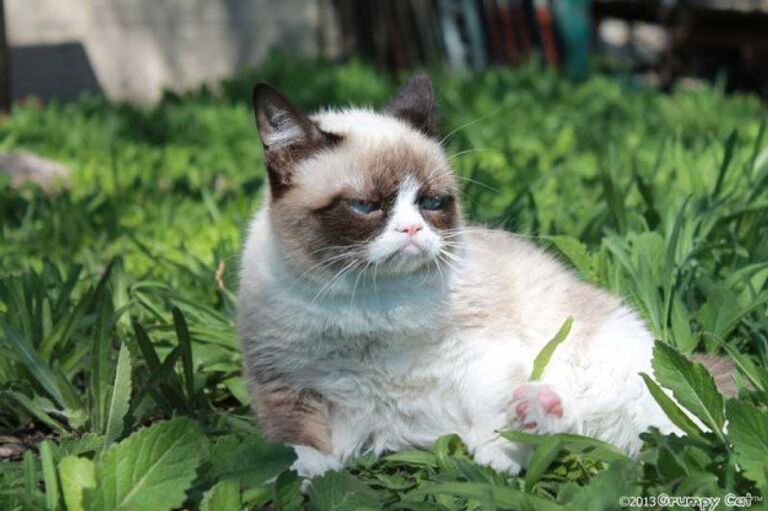 Кошка по кличке Grumpy Cat