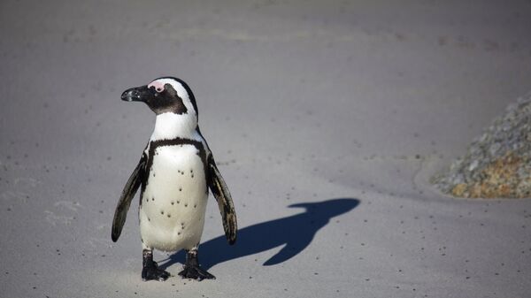 Пингвин, архивное фото.