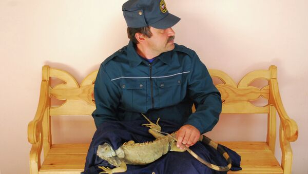 Игуана, найденная в Оренбурге