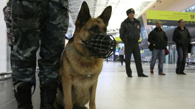 Сотрудники правоохранительных органов с собакой. Архивное фото