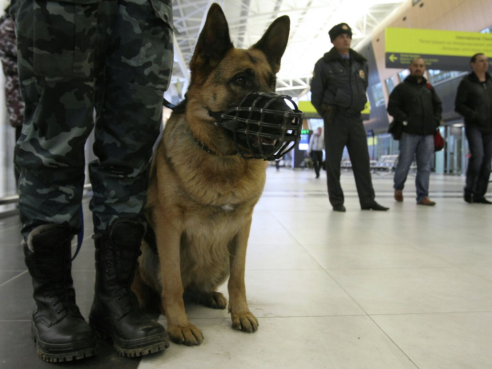Служебные собаки в аэропорту