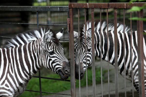 Зебры в вольере Калининградского зоопарка