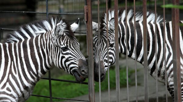 Зебры в вольере Калининградского зоопарка. Архивное фото