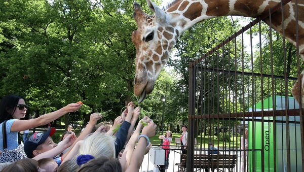 Посетители кормят жирафа в Калининградском зоопарке. Архивное фото