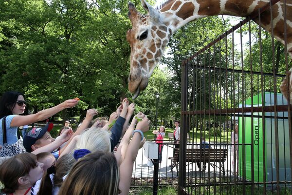 Посетители кормят жирафа в Калининградском зоопарке