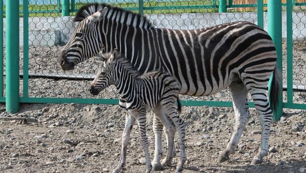 Детеныш зебры впервые родился в зоопарке Красноярска