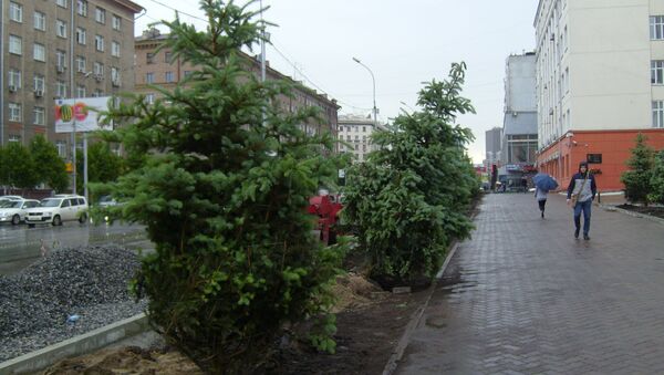 Новые ели начали сажать перед зданием РЖД в центре Новосибирска