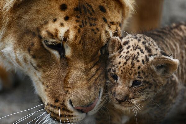 Лигрица впервые показала троих детенышей гостям Новосибирского зоопарка