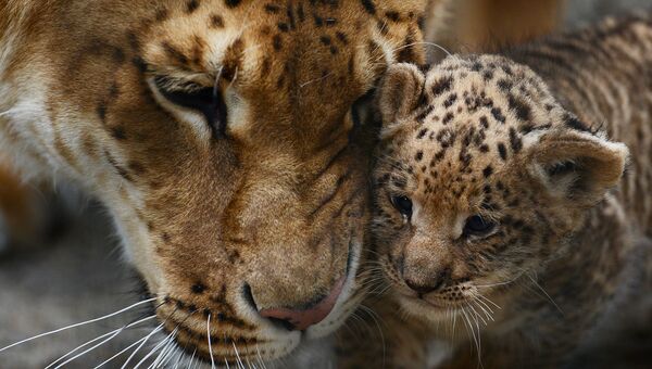 Лигрица впервые показала троих детенышей гостям Новосибирского зоопарка