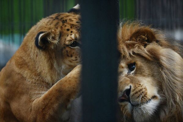 Лигрица Зита и лев Сэм у решетки, разделяющей их вольеры в Новосибирском зоопарке