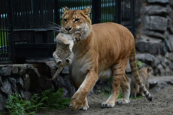 Лигрица Зита и ее детеныш в вольере Новосибирского зоопарка