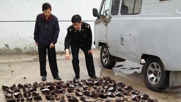 Китайская полиция задержала двух россиян по подозрению в незаконном провозе через границу 213 медвежьих лап