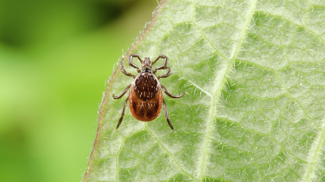 © Fotolia / Michael Tieck<br>Клещ в лесу. Архивное фото