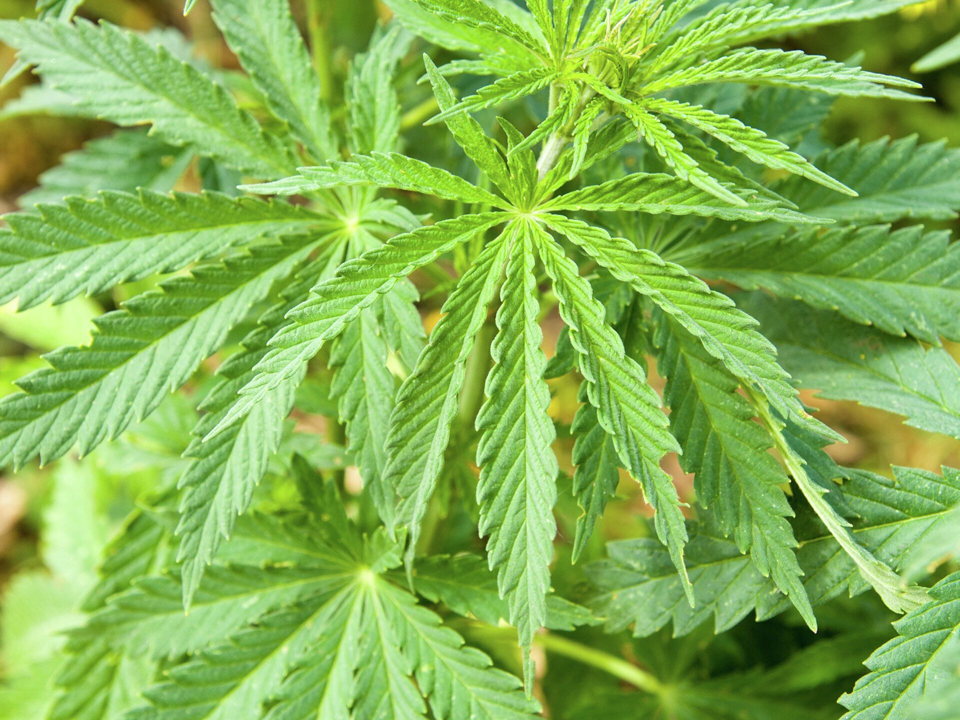 В крыму обнаружили коноплю свойства медицинской марихуаны