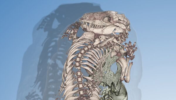 Расположение скелетов тринаксодона и амфибии в норе