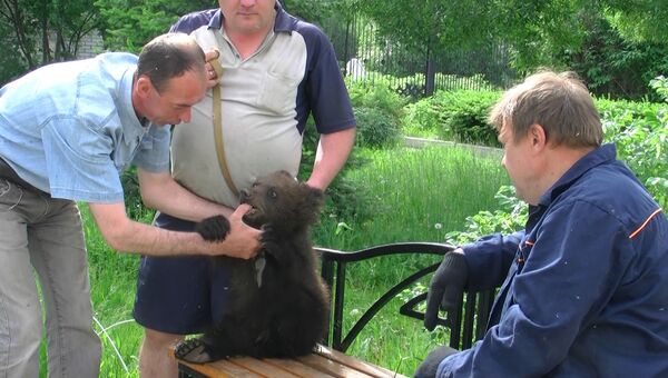 Медвежонок-найденыш готовится к цирку в зоопарке под Томском