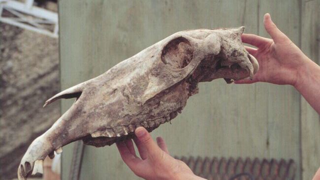 Череп древней лошади, захороненный в канадской вечной мерзлоте 700 тысяч лет назад