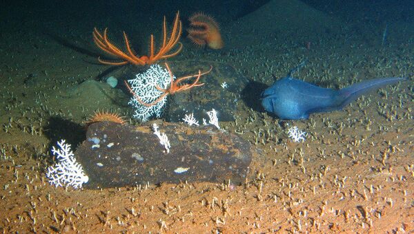 Глубоководные организмы у метановых выбросов в Охотском море