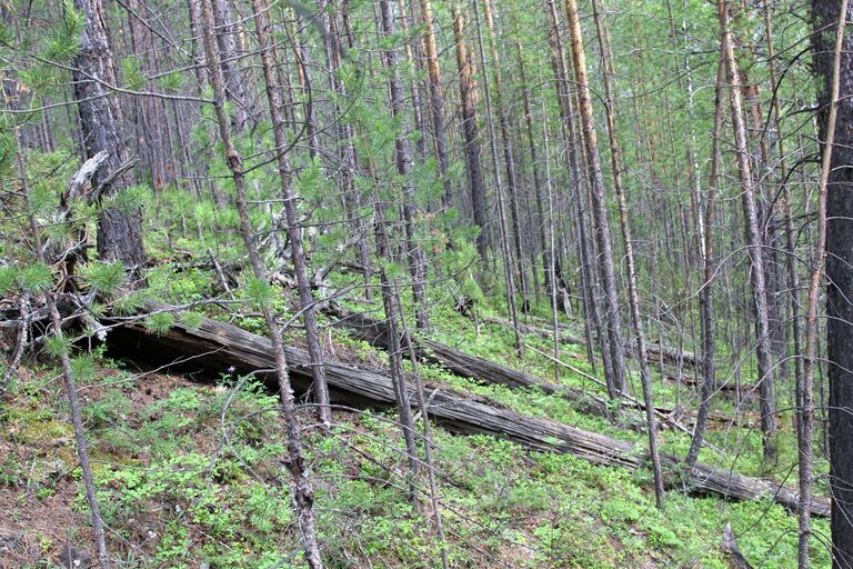 Сто лет назад Тунгусский метеорит упал в районе реки Подкаменная Тунгуска