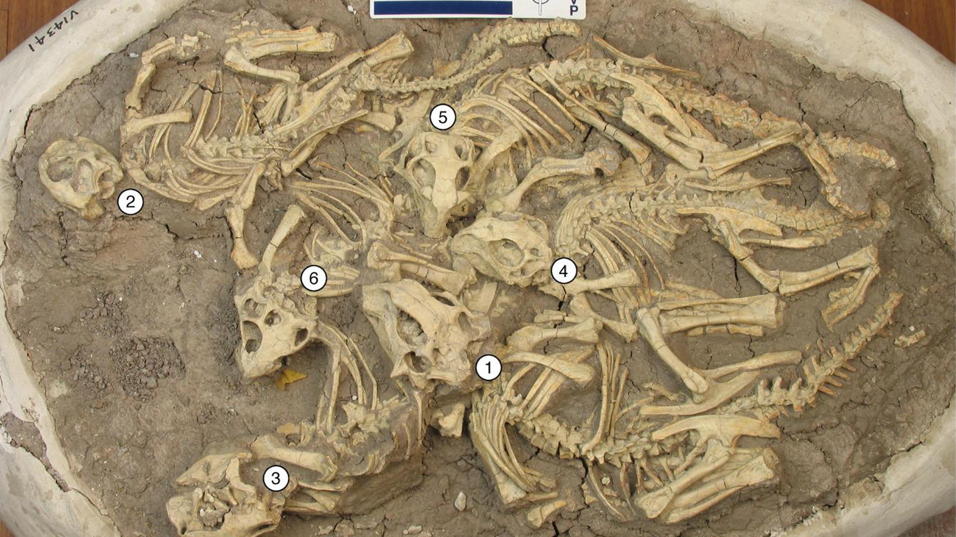 Останки шести детенышей пситтакозавров, обнаруженные в отложениях мелового периода в Китае - РИА Новости, 1920, 20.01.2021