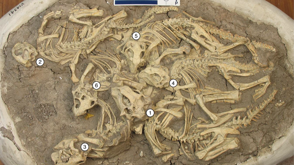 Останки шести детенышей пситтакозавров, обнаруженные в отложениях мелового периода в Китае