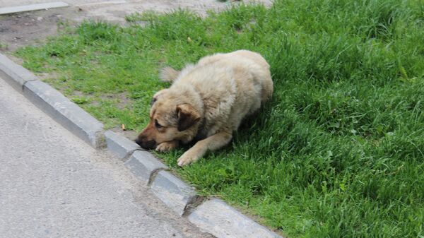 Собака в центре Томске