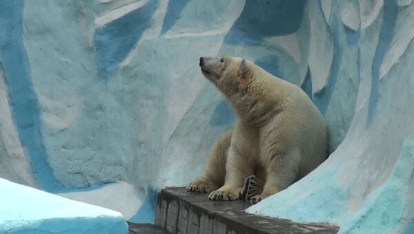 Белый медведь из Москвы ждет невесту в Новосибирском зоопарке