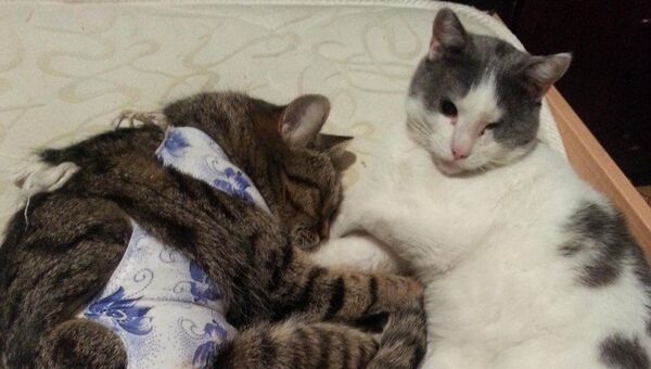 Саблезубый кот и кошка Ася
