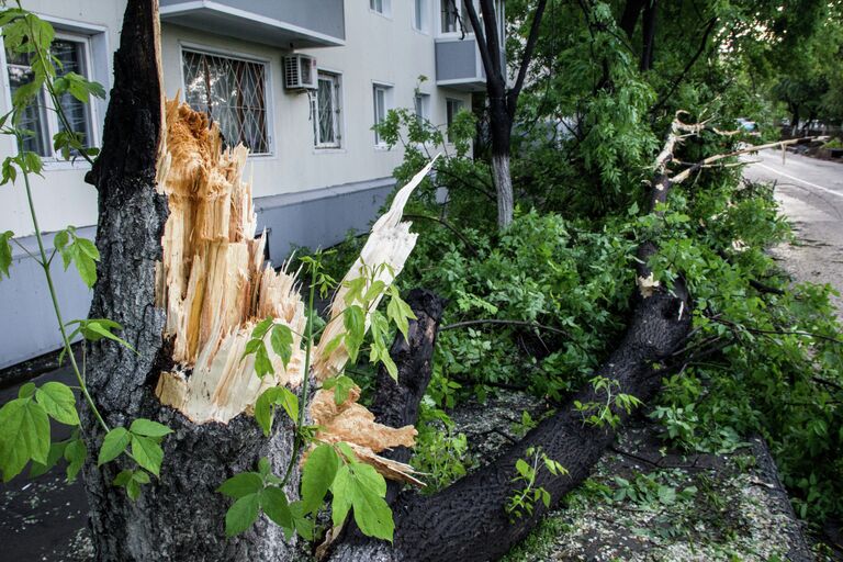 Поваленное ветром дерево во Владивостоке