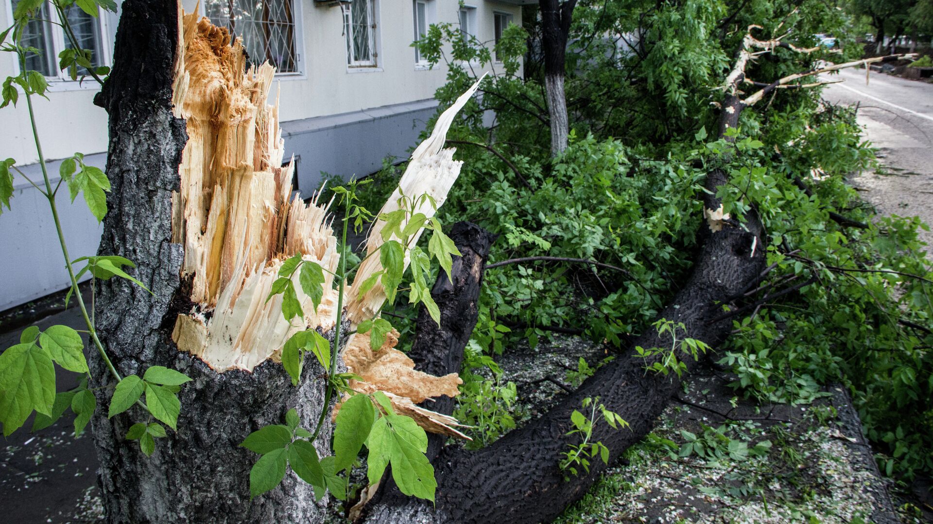 Поваленное ветром дерево во Владивостоке - РИА Новости, 1920, 01.12.2021