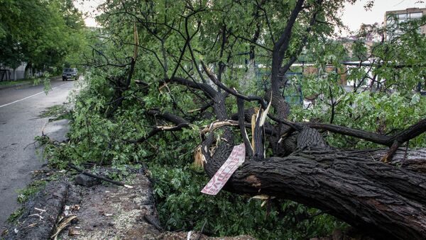 Поваленные ветром деревья во Владивостоке