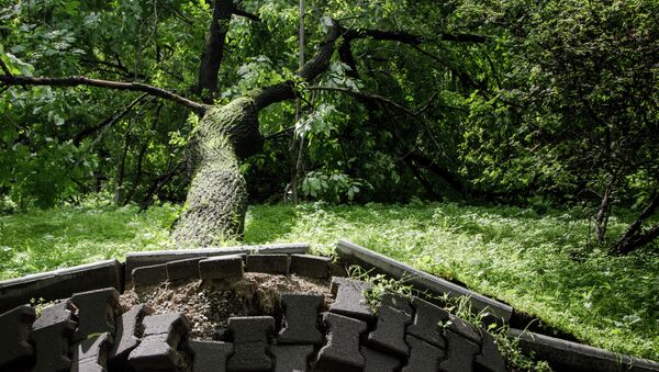 Циклон повалил деревья во Владивостоке