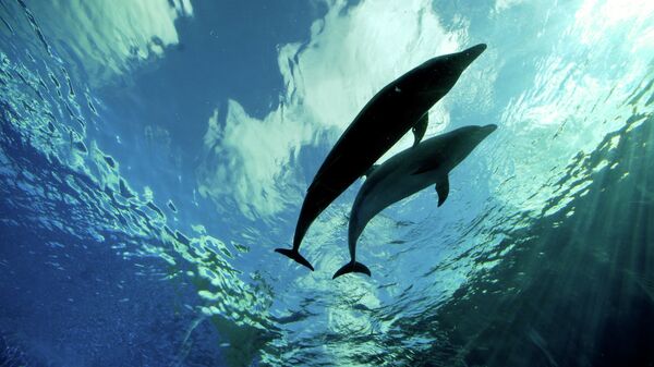 Два дельфина