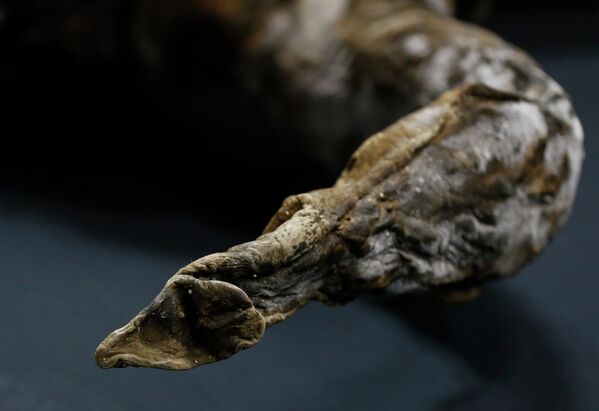 Хобот мамонта, найденного в Сибири, в музее Йокогамы, Япония