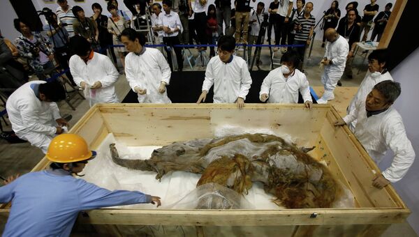 Туша мамонта, найденного в Сибири, в музее Йокогамы, Япония