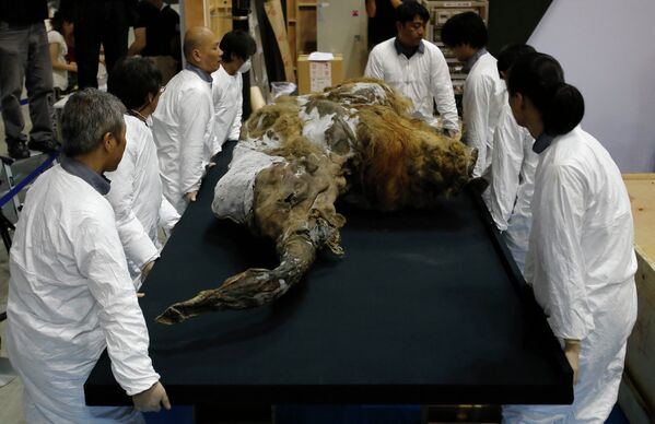 Туша мамонта, найденного в Сибири, в музее Йокогамы, Япония