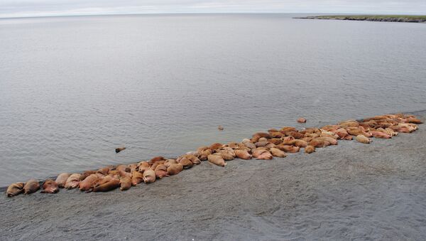 Лежбище атлантических моржей на острова Вайгач