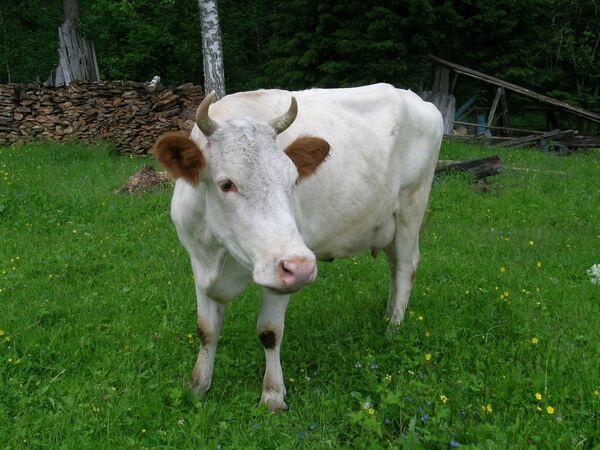 Корова Белянка из села Кандинка