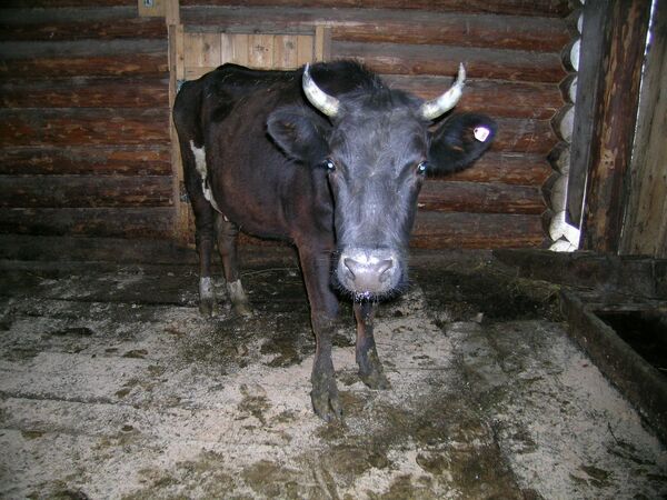 Корова Суббота из села Спасояйское
