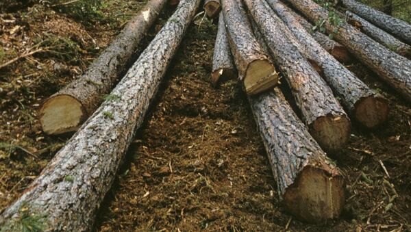 Валка леса по цене от 550 руб./м3