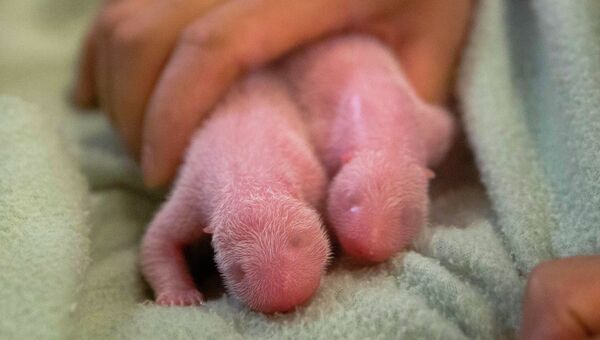 Детеныши панды Лун Лун после родов в зоопарке города Атланта